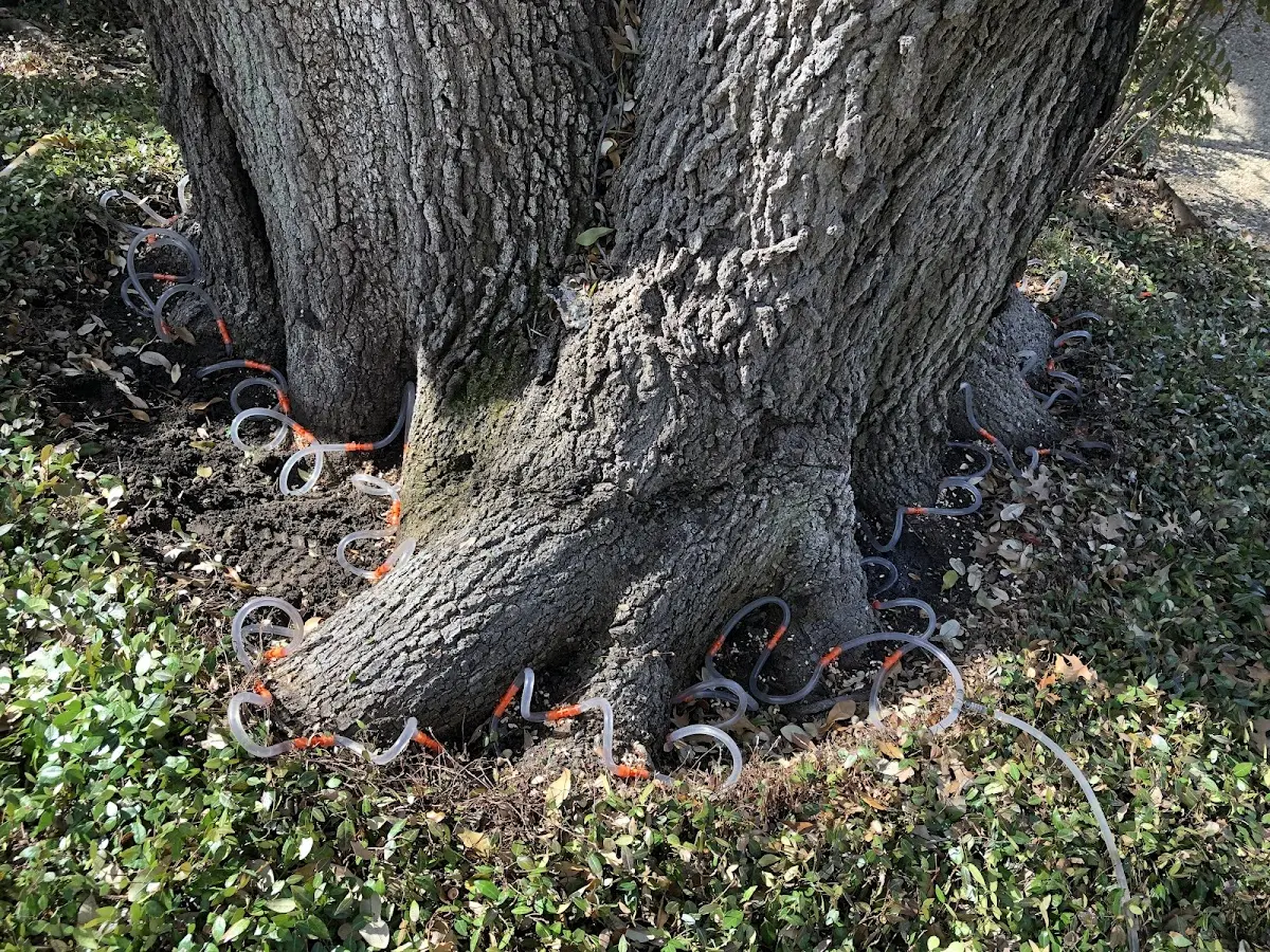 Detailed Tree Cabling and Bracing job site in Armuchee
