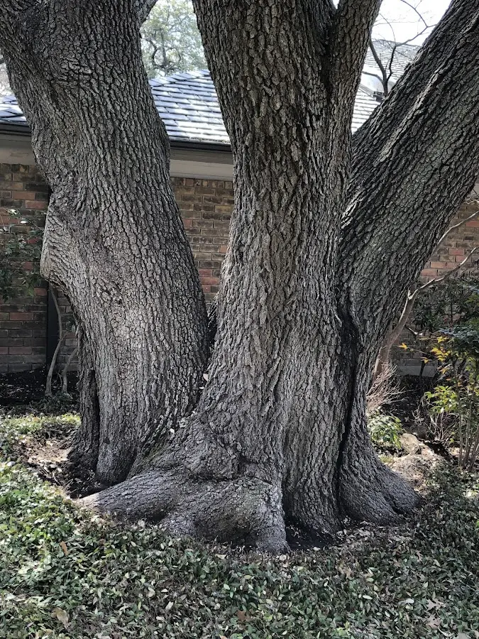 Mature heritage tree close to a Armuchee property cared for by certified arborists